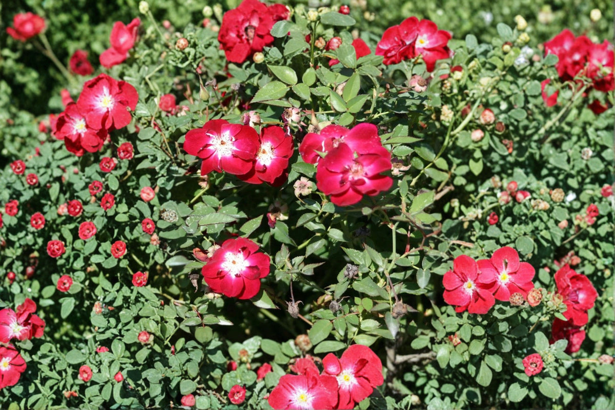 Martha Gonzales Rose 1 Gallon Live Plant – Rosa ‘Martha Gonzales’