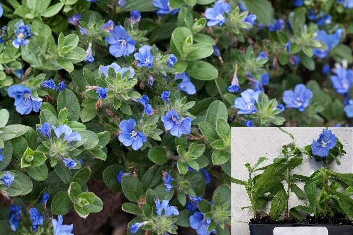 2 Live Blue Daze Plants, Evolvulus Flowering Perennial, 4–6 Inch Starter Plants, Blue Flower Ground Cover for Warm Gardens