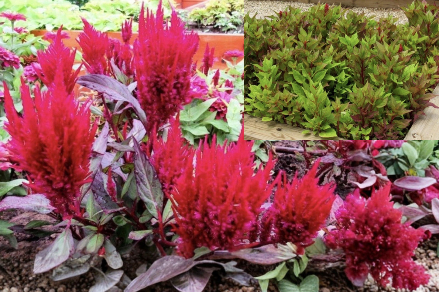 10 Red Celosia Argentea Live Rooted Starter Plants – Cockscomb Feather Plume