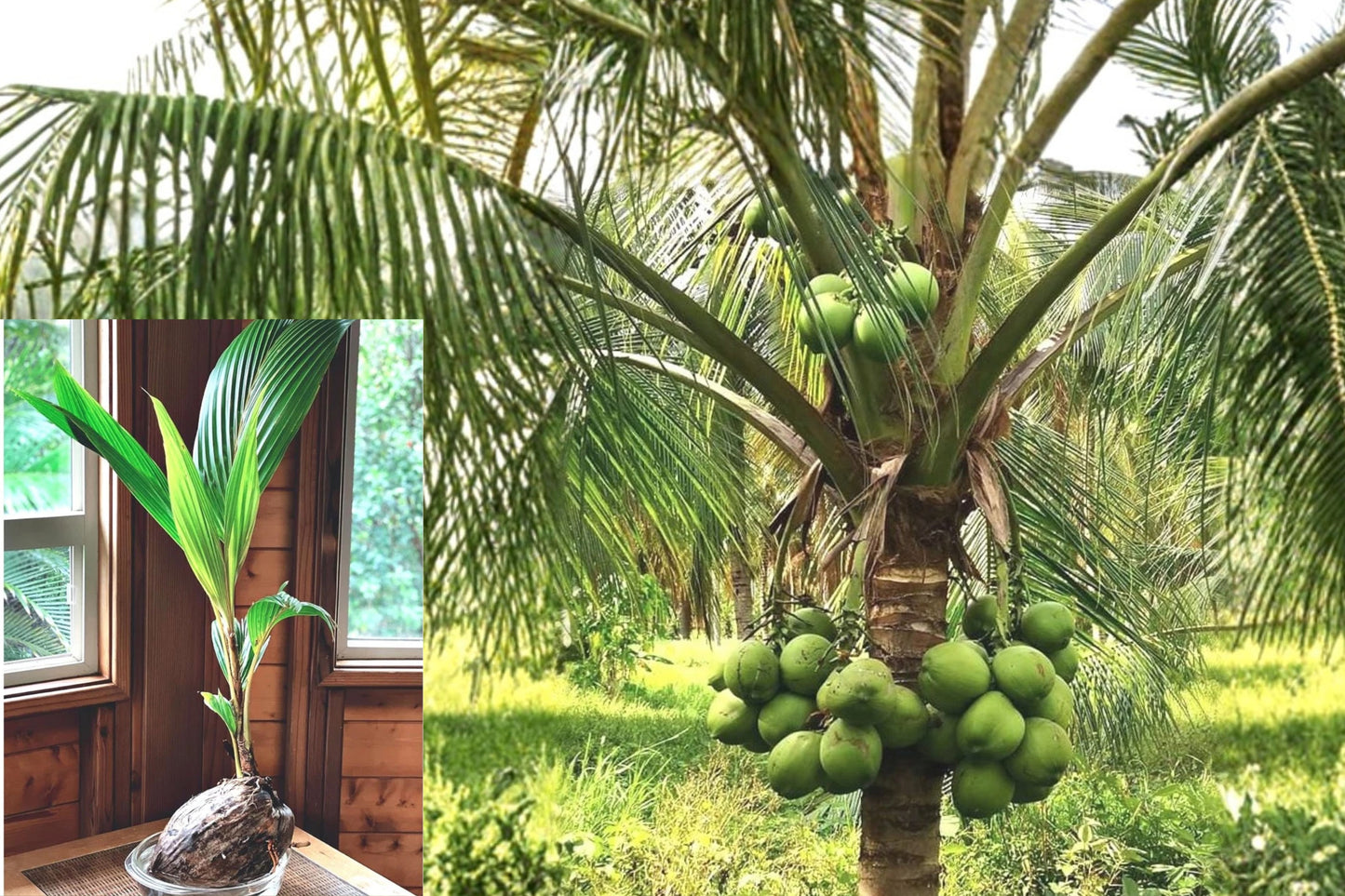 Green Dwarf Coconut Palm 1–3 ft Live Plant – Cocos nucifera