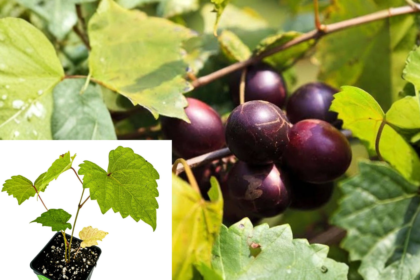 Delicious Muscadine Grape Live Plant – 3–8" – Vitis rotundifolia