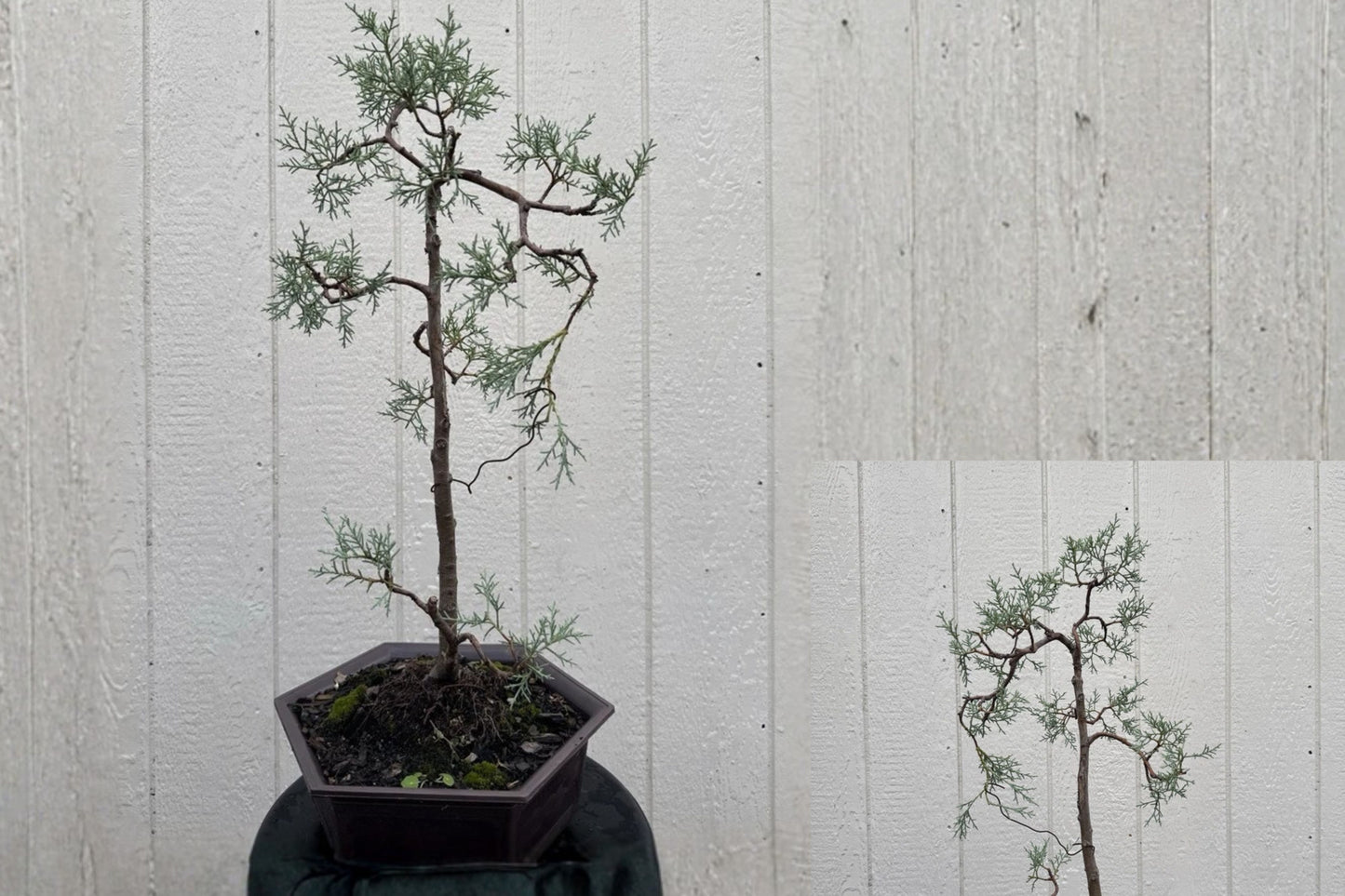 Carolina Sapphire Arizona Cypress Live Plant – Full Gallon Pot – Cupressus arizonica