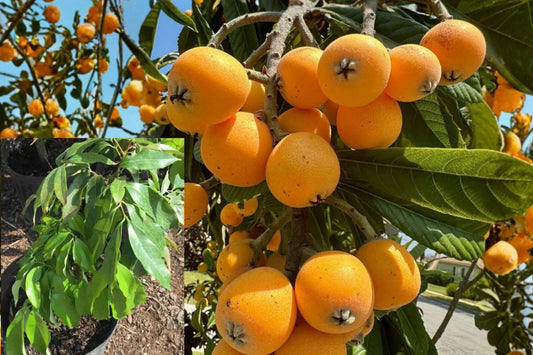 Seedling Loquat Tree – 3 Gallon Live Plant – 2 Ft Tall – Eriobotrya japonica