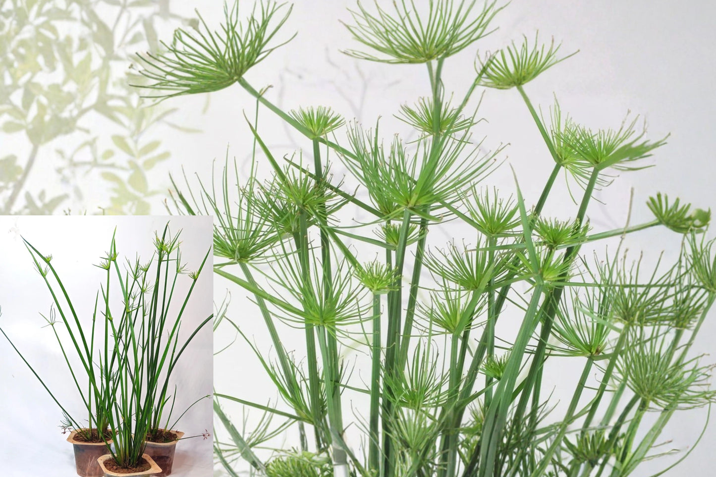 Dwarf Papyrus Live Plant – 2" Pot – Cyperus haspan