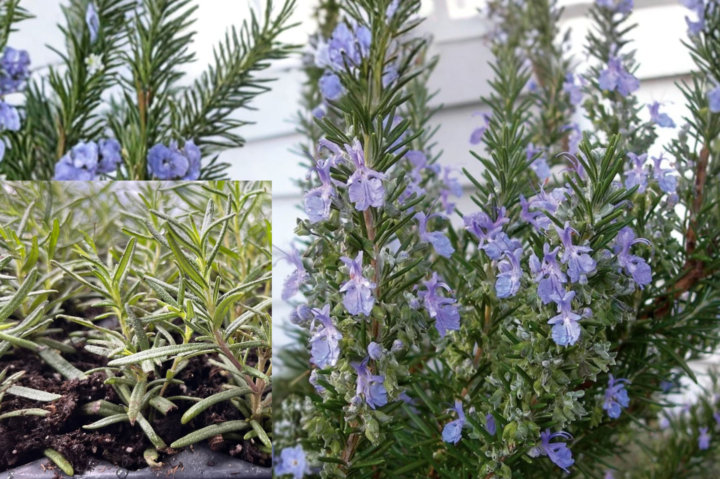 Rosemary Tuscan Blue 1 Live Plant Plug – Salvia rosmarinus