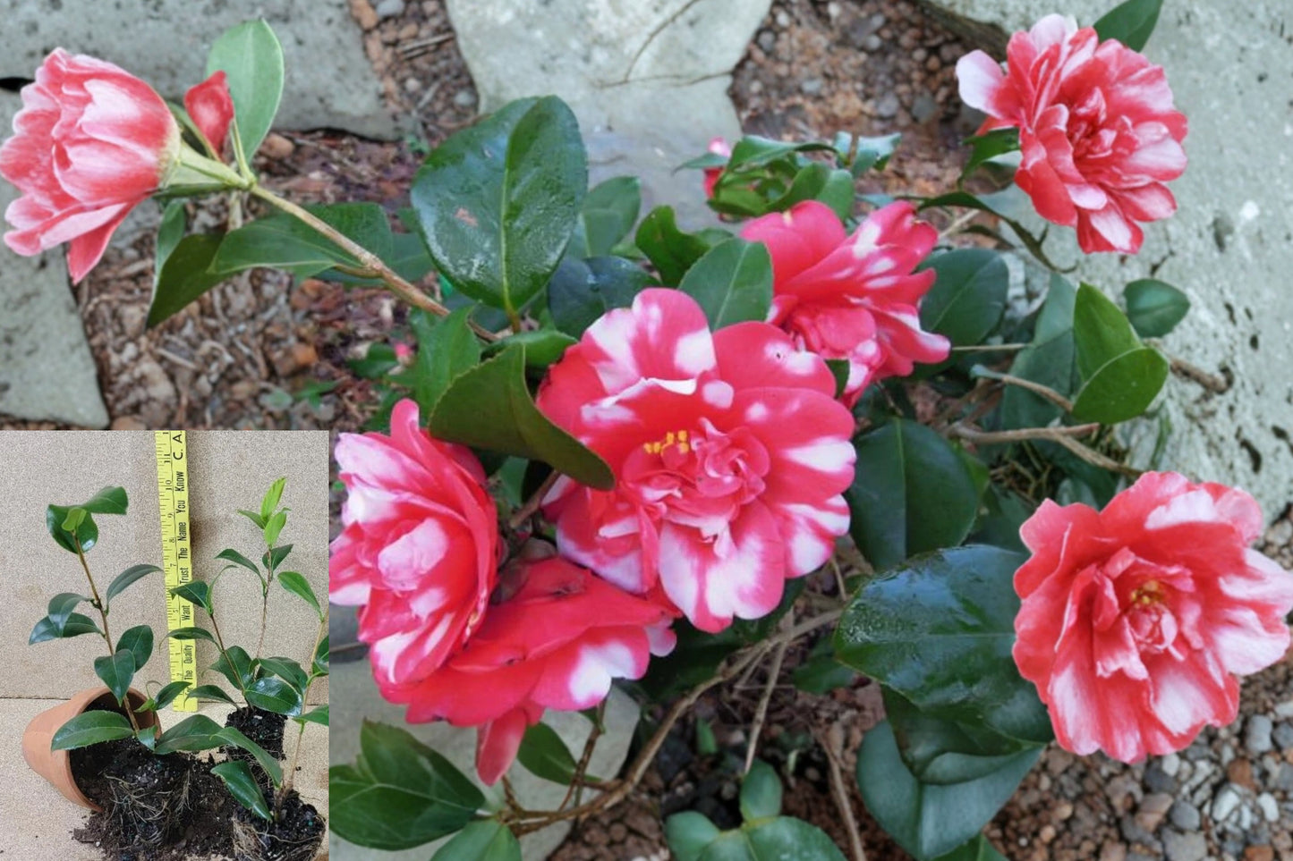 Governor Mouton Camellia Japonica Live Starter Plant – 1 Plant