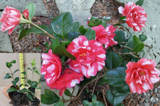 Governor Mouton Camellia Japonica Live Starter Plant – 1 Plant