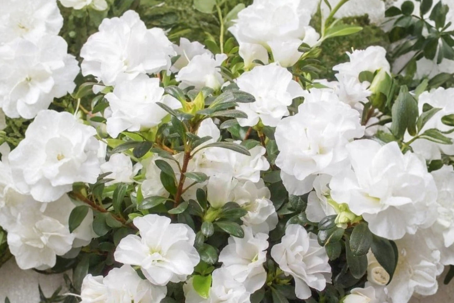 White Azalea Live Plant 10 Inches Tall – Azalea Indica Alaska
