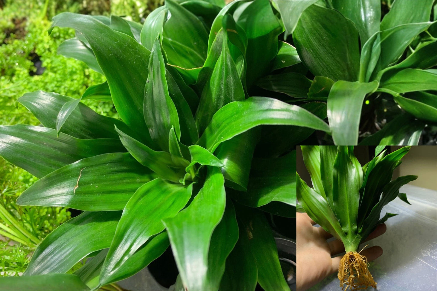 Janet Craig Dracaena Compacta Live Plant – 1 Bare Root Houseplant