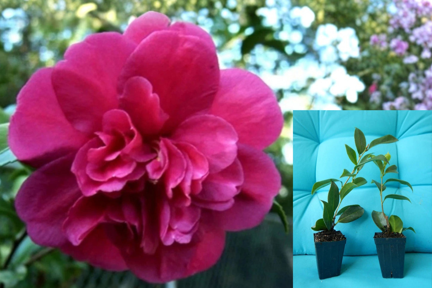Bonanza Camellia Japonica Live Starter Plant – Pink Flowering Shrub