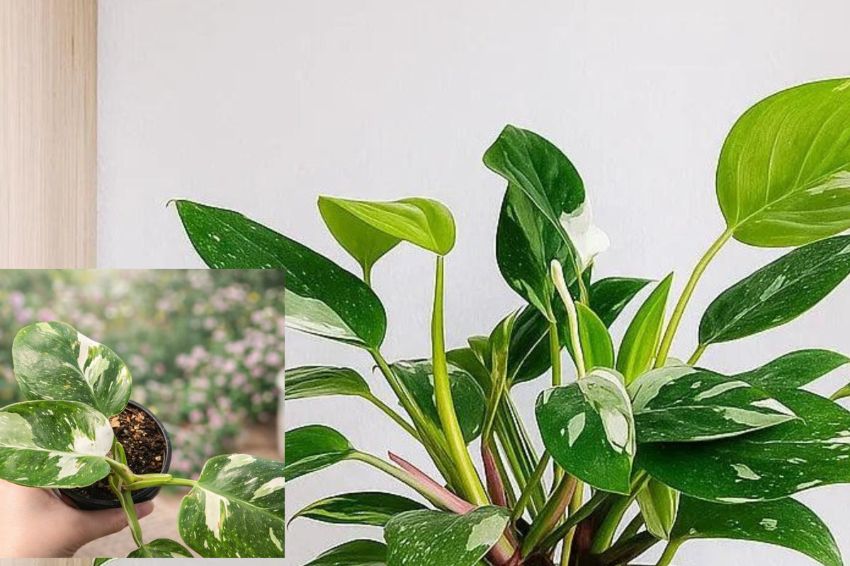 Variegated Philodendron Live Plant, 5–8 Inch Rooted Indoor Houseplant, Pink Foliage Tropical Plant