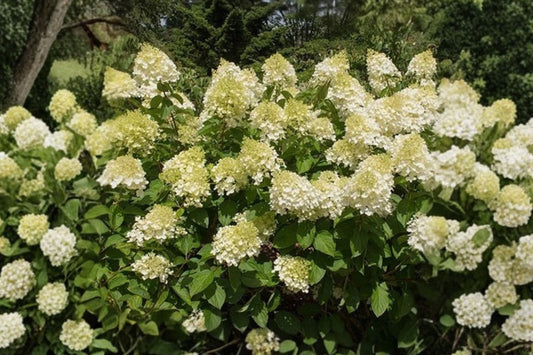 Silver Dollar Hydrangea Live Plant – 1 Plant in 3.5-Inch Pot – White to Pink Flowers