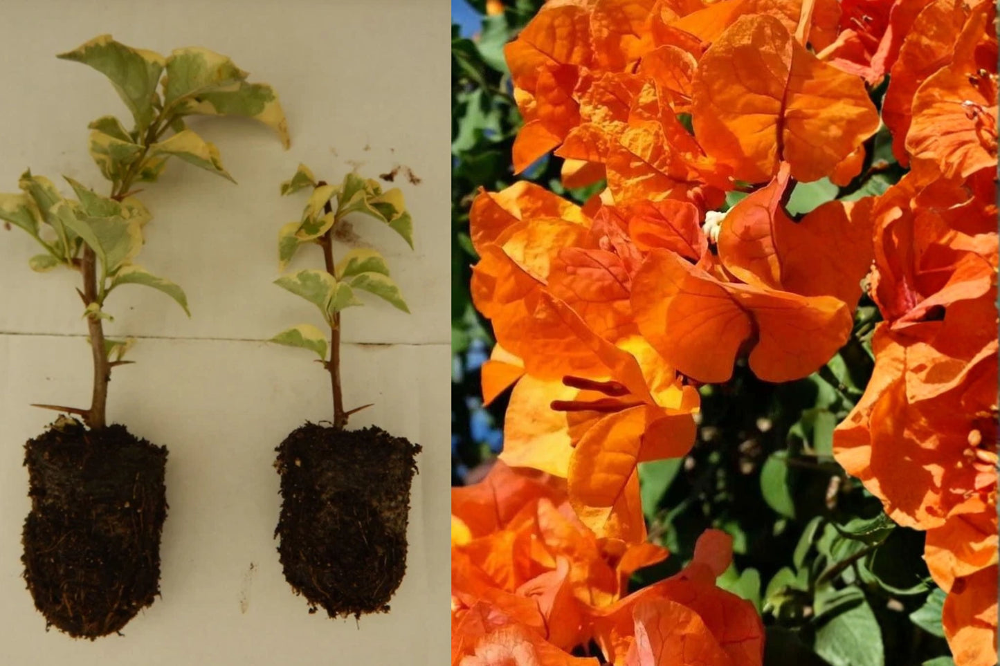 Bengal Orange Variegated Bougainvillea Live Plant – Starter Plant