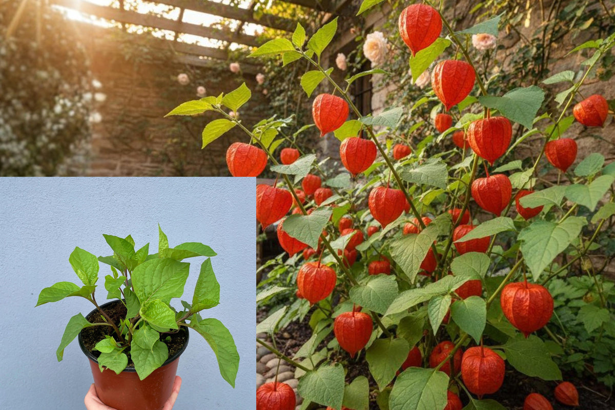 Chinese Lantern Live Plant, Orange Lantern Flowers, Ornamental Garden Starter Plant, Colorful Outdoor Perennial