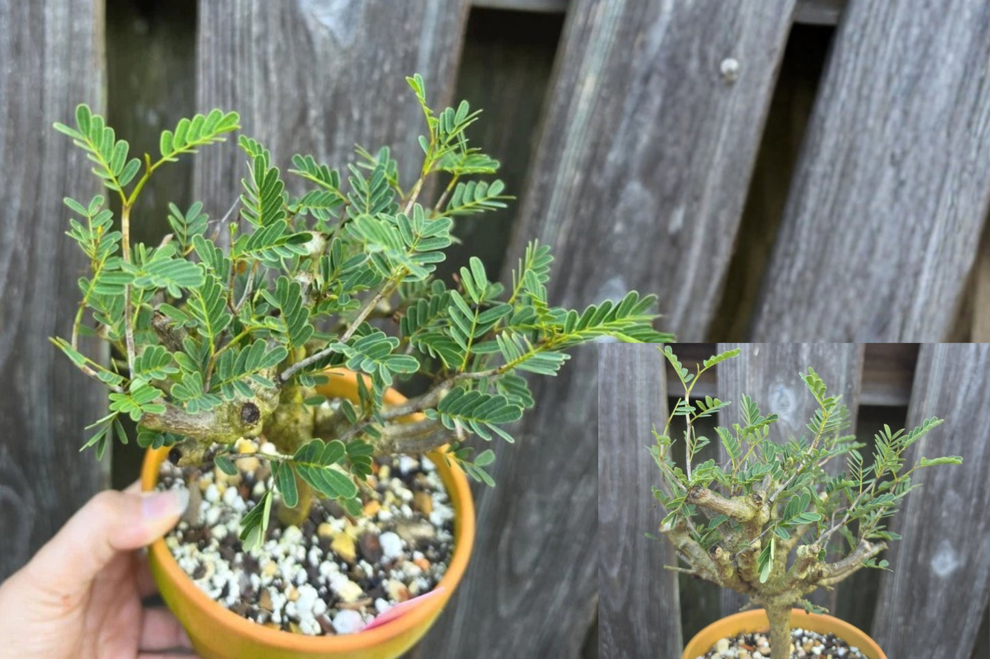 Senna Meridionalis Live Bonsai Plant – Bare Root – Senna meridionalis