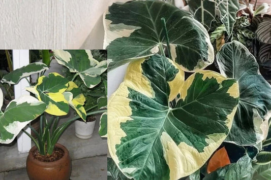 Variegated Elephant Ear Live Plant – 1 Plant – Xanthosoma sp.