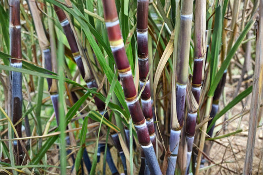 Sugarcane 2 Cuttings – 2 Nodes Each – Saccharum Live Plant