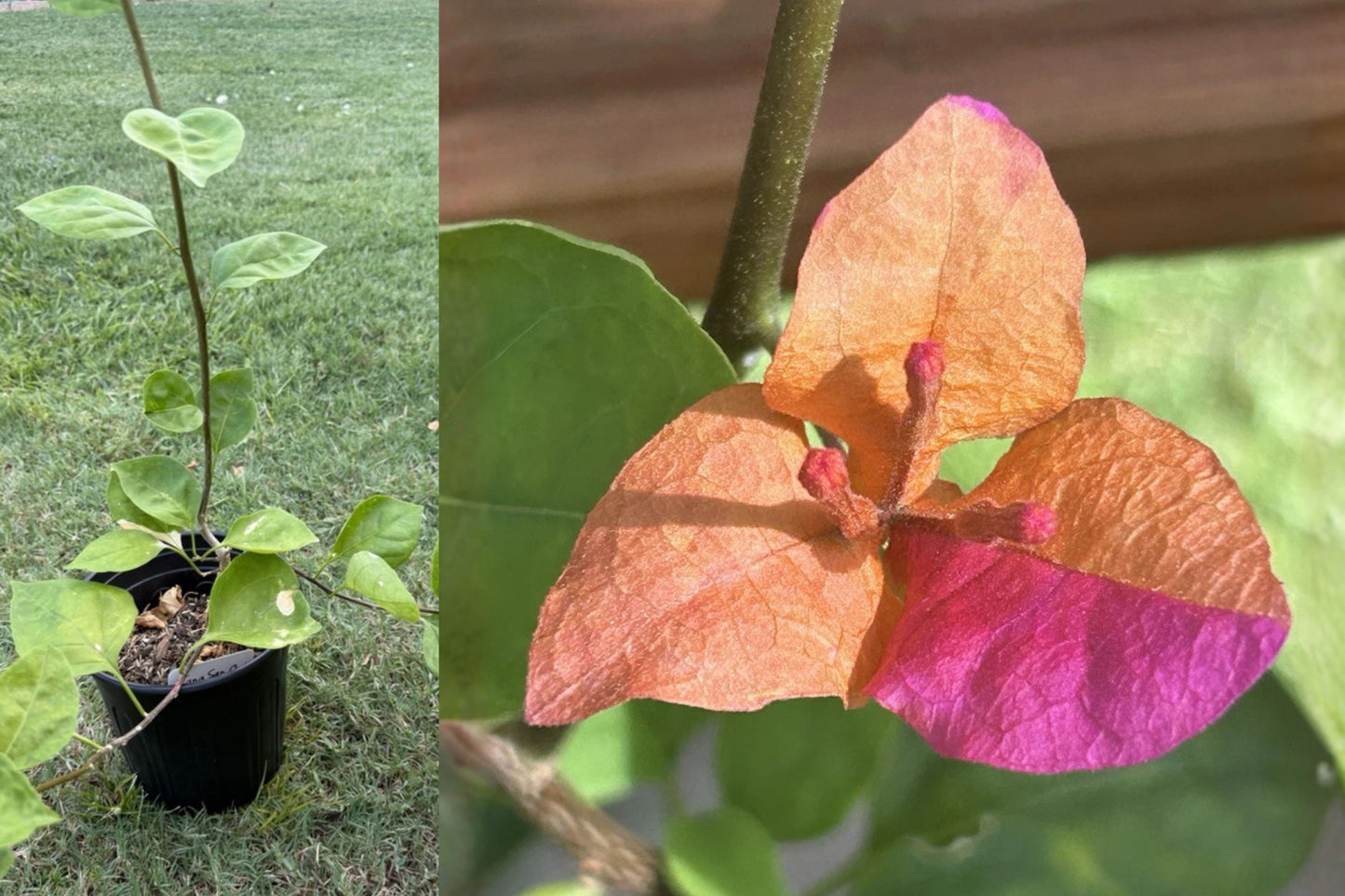Tang San Chai Bougainvillea Live Plant – 1 Gallon Potted Vine