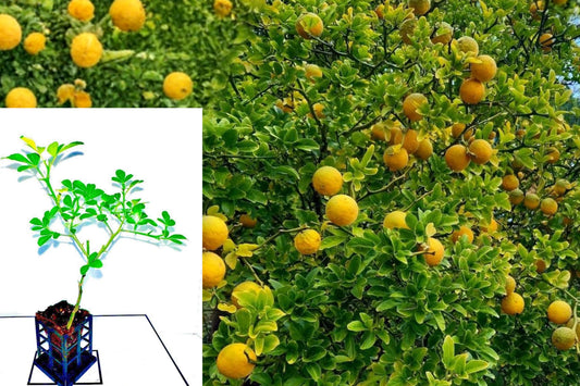 Set of 2 Hardy Orange Trees, 8 Inch Live Trifoliate Orange Plants, Cold Hardy Citrus, Thorny Outdoor Garden Shrub