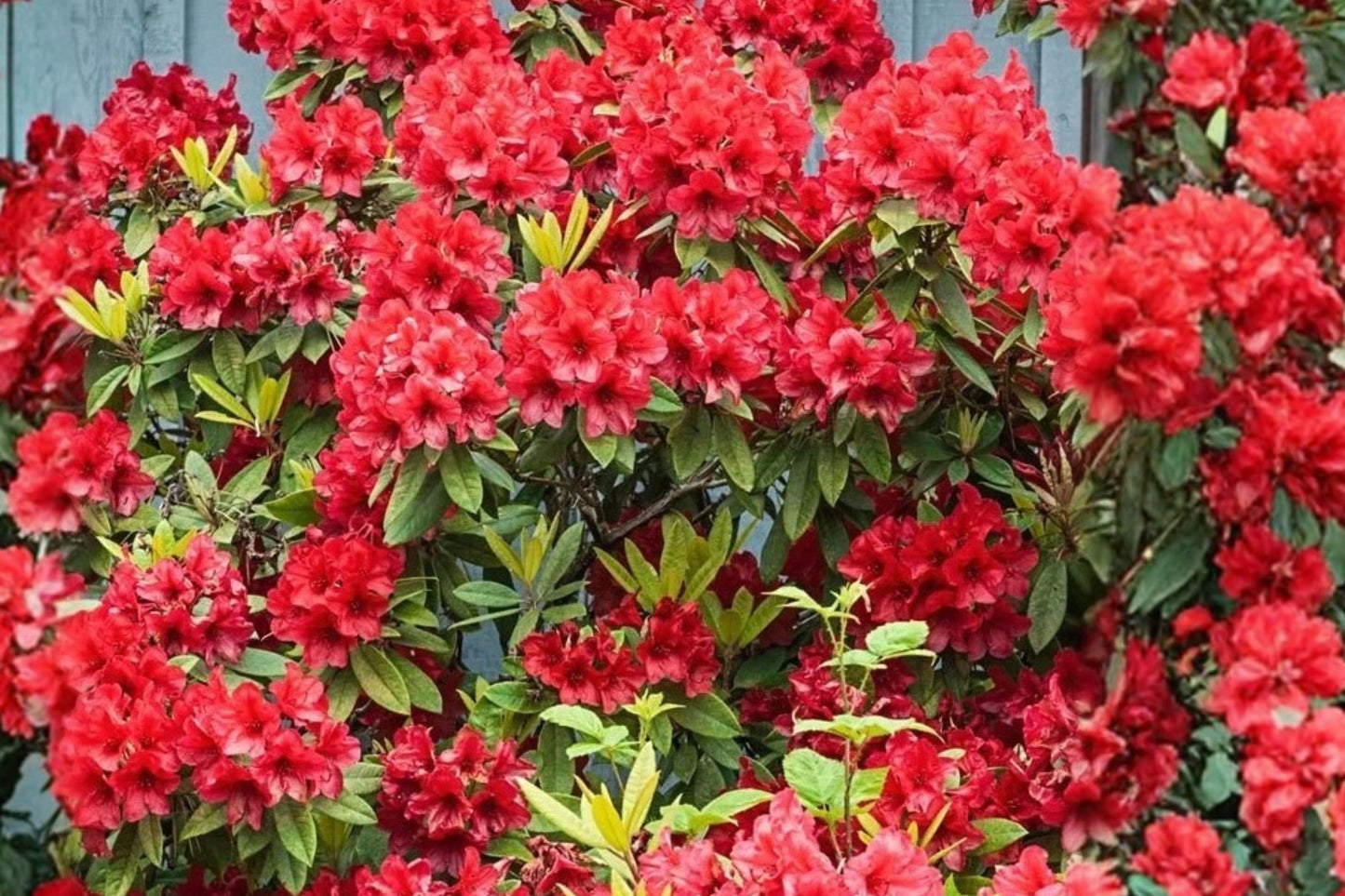 Red Azalea Indica Alaska Live Plant 10 Inch – Azalea in 3-Inch Pot
