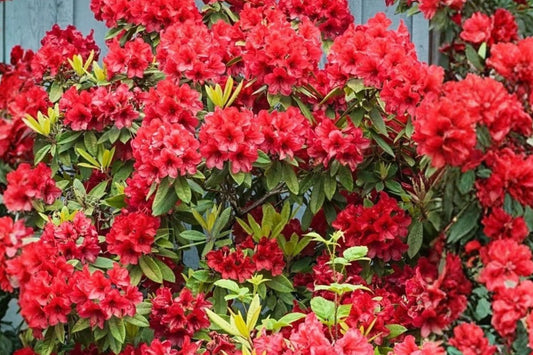 Red Azalea Indica Alaska Live Plant 10 Inch – Azalea in 3-Inch Pot