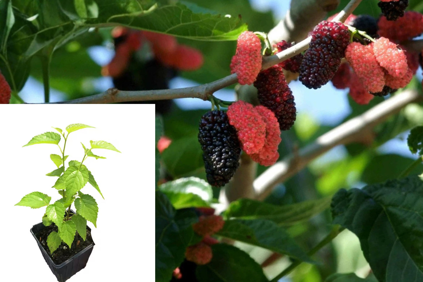 Dwarf Everbearing Mulberry 2 Live Plants – Starter Plants – Mulberry Tree