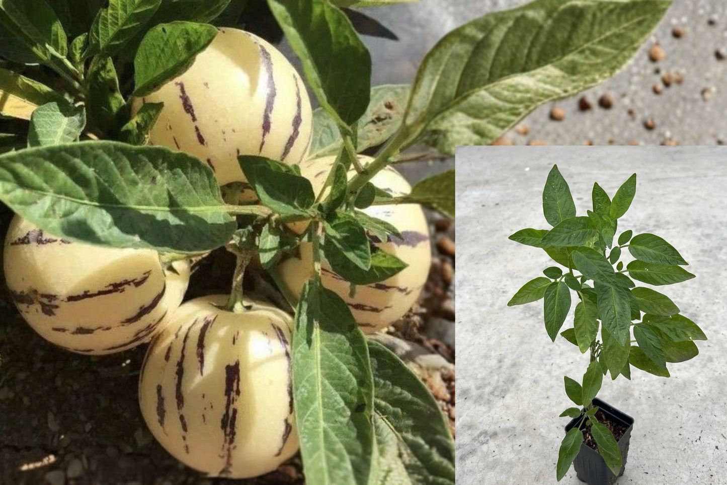 Pepino Melon Live Plant 10" – Solanum muricatum – Golden Fruit Plant