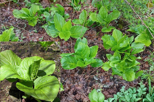 Skunk Cabbage Live Bare Root Plant – Symplocarpus foetidus