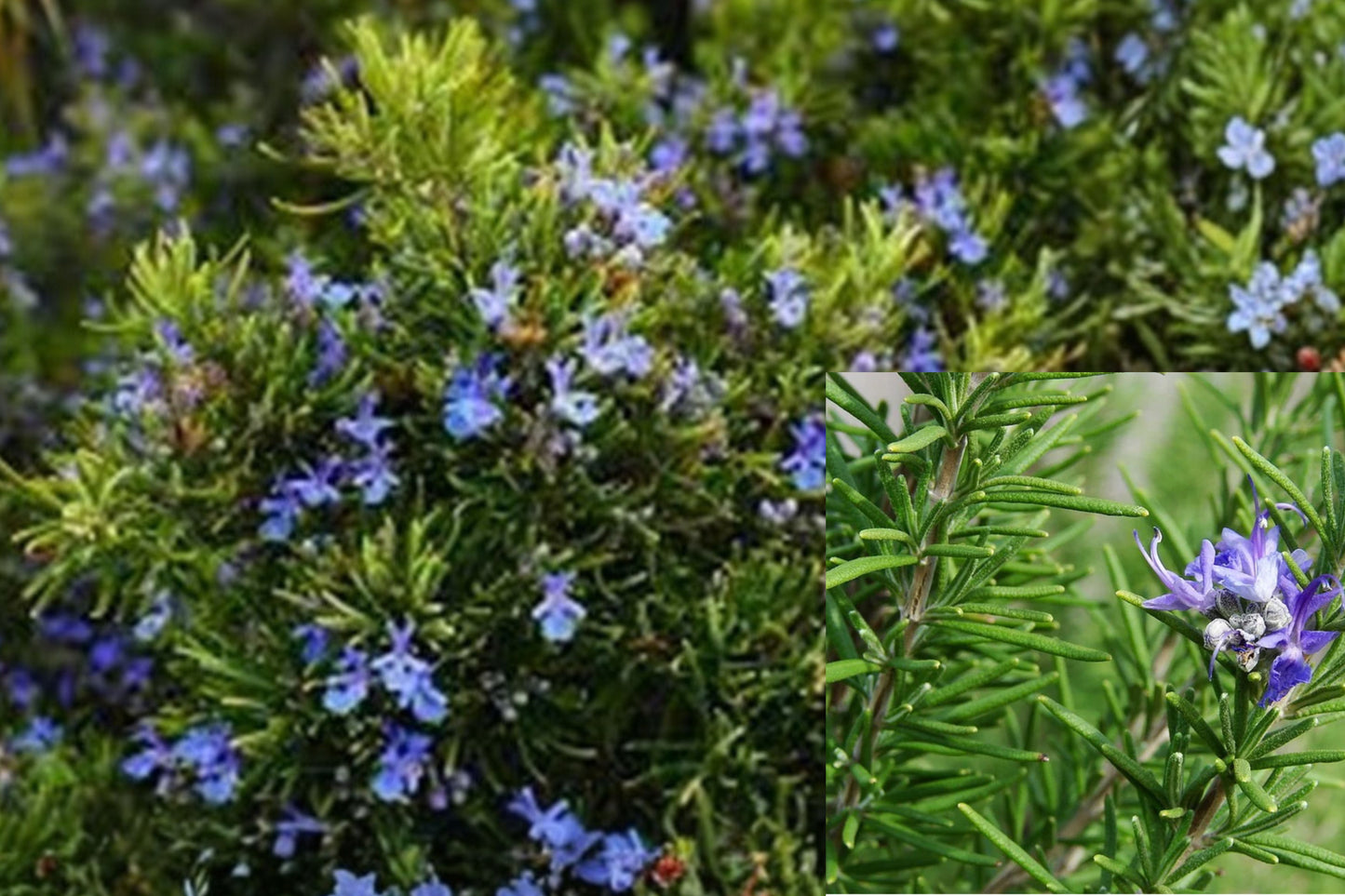 Organic Rosemary Cuttings – 9 or 15 Live 10–12 Inch Cuttings – Salvia rosmarinus
