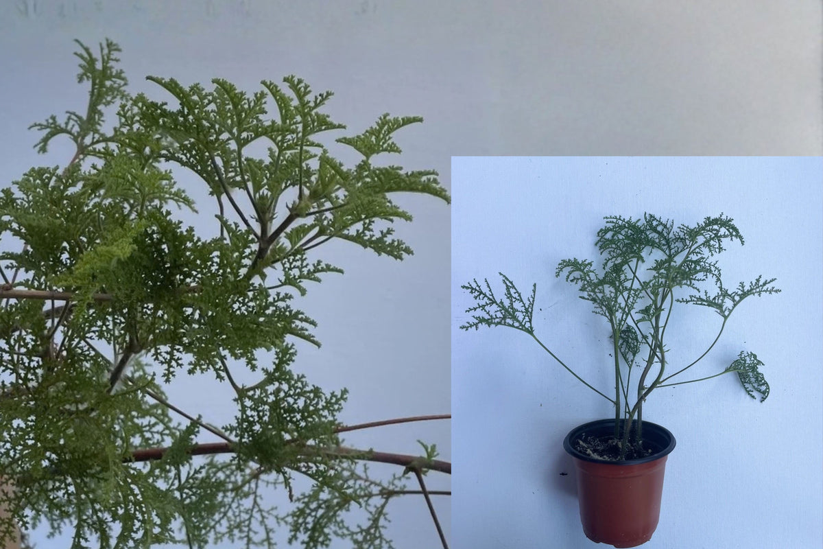 Rose Scented Geranium 1 Live Potted Plant 6 Inch – Pelargonium graveolens