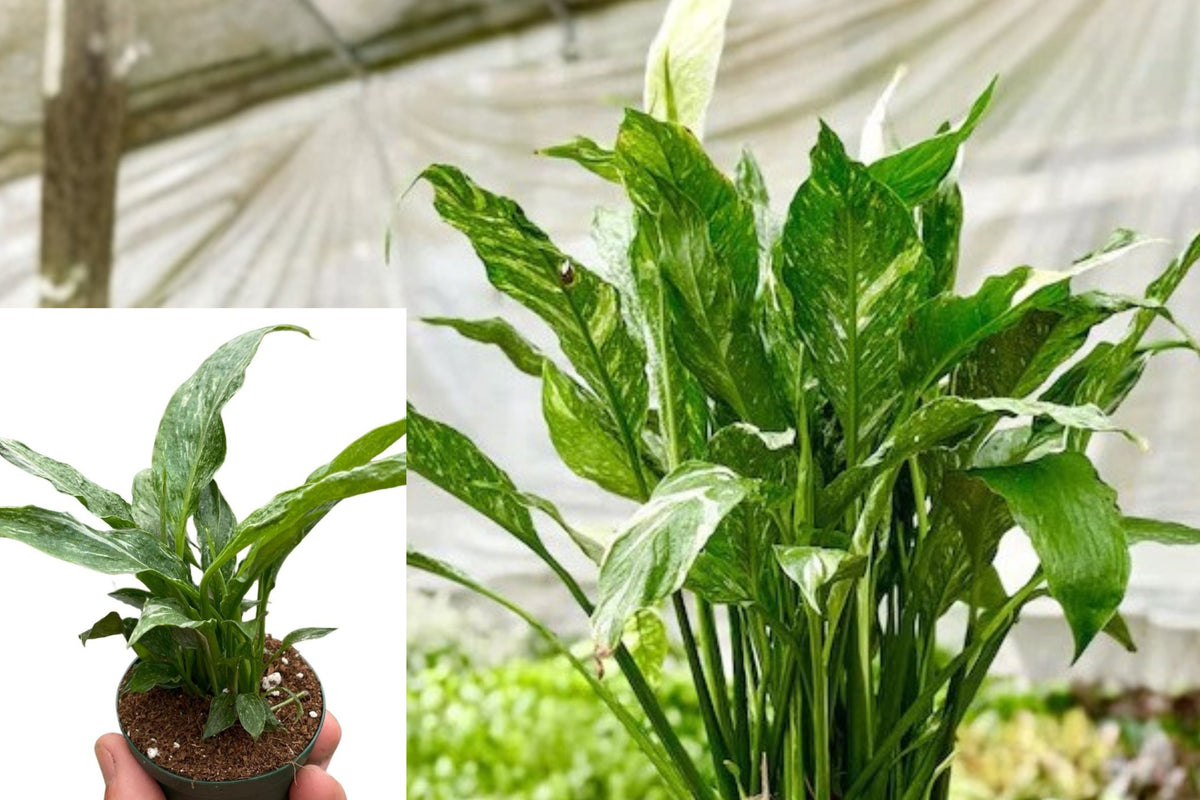 Spathiphyllum Domino Live Plant, Variegated Peace Lily Houseplant, 4 Inch Indoor Tropical Foliage Plant