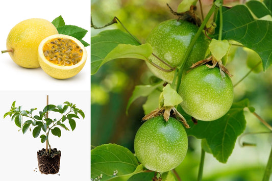 2 Yellow Passion Fruit Live Plants, Rooted Tropical Fruit Vines, 4 Inch Potted Passionfruit Starters, Climbing Edible Garden Plants