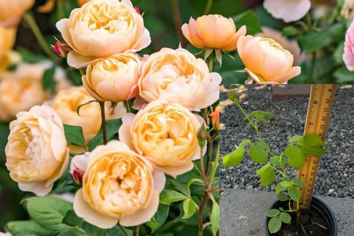 English Rose Roald Dahl 1 Live Rooted Plant – 5 Inch – Rosa ‘Ausowlish’
