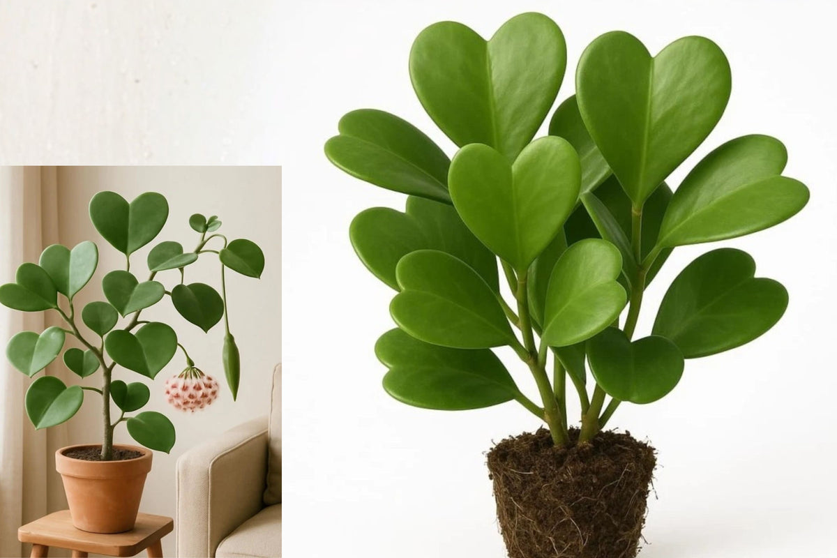 Hoya Kerrii Sweetheart Live Plant – 4–8 Inches Tall – Hoya kerrii