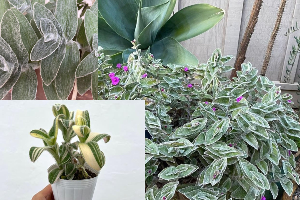 Tradescantia Sillamontana Rooted Live Plant, Variegated Fuzzy Silver Foliage, Unique Indoor Houseplant