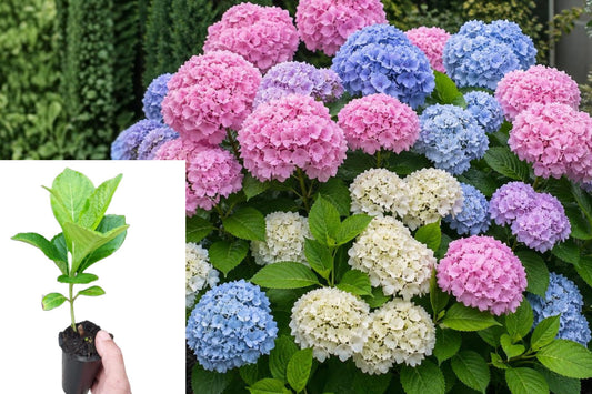 Live Hydrangea Starter Plant, 5–9 Inch Flowering Shrub, Assorted Bloom Color Garden Plant, Outdoor Ornamental Bush