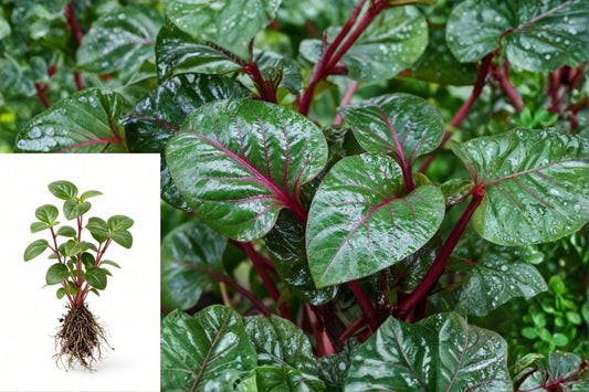 Red Malabar Spinach Live Plant, 4–8 Inches – Basella rubra