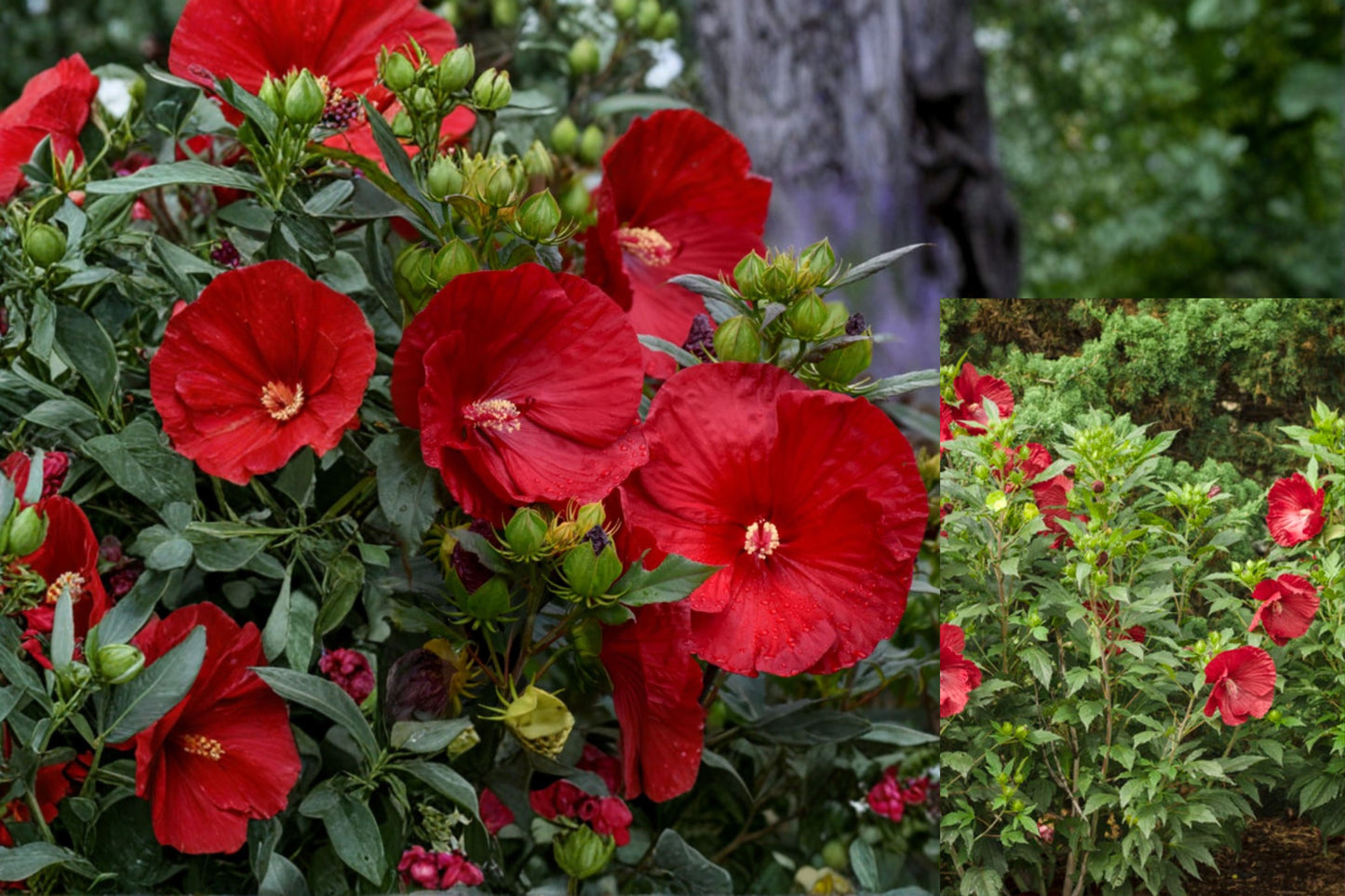 Cranberry Hibiscus 4 Live Plants – 4–6 Inch Starter Plants – Hibiscus acetosella