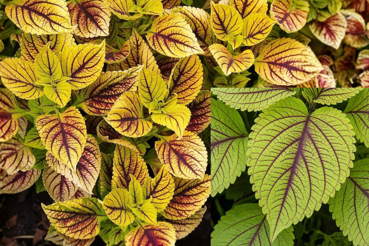 Gays Delight Coleus 2 Bare Root Plants – Coleus
