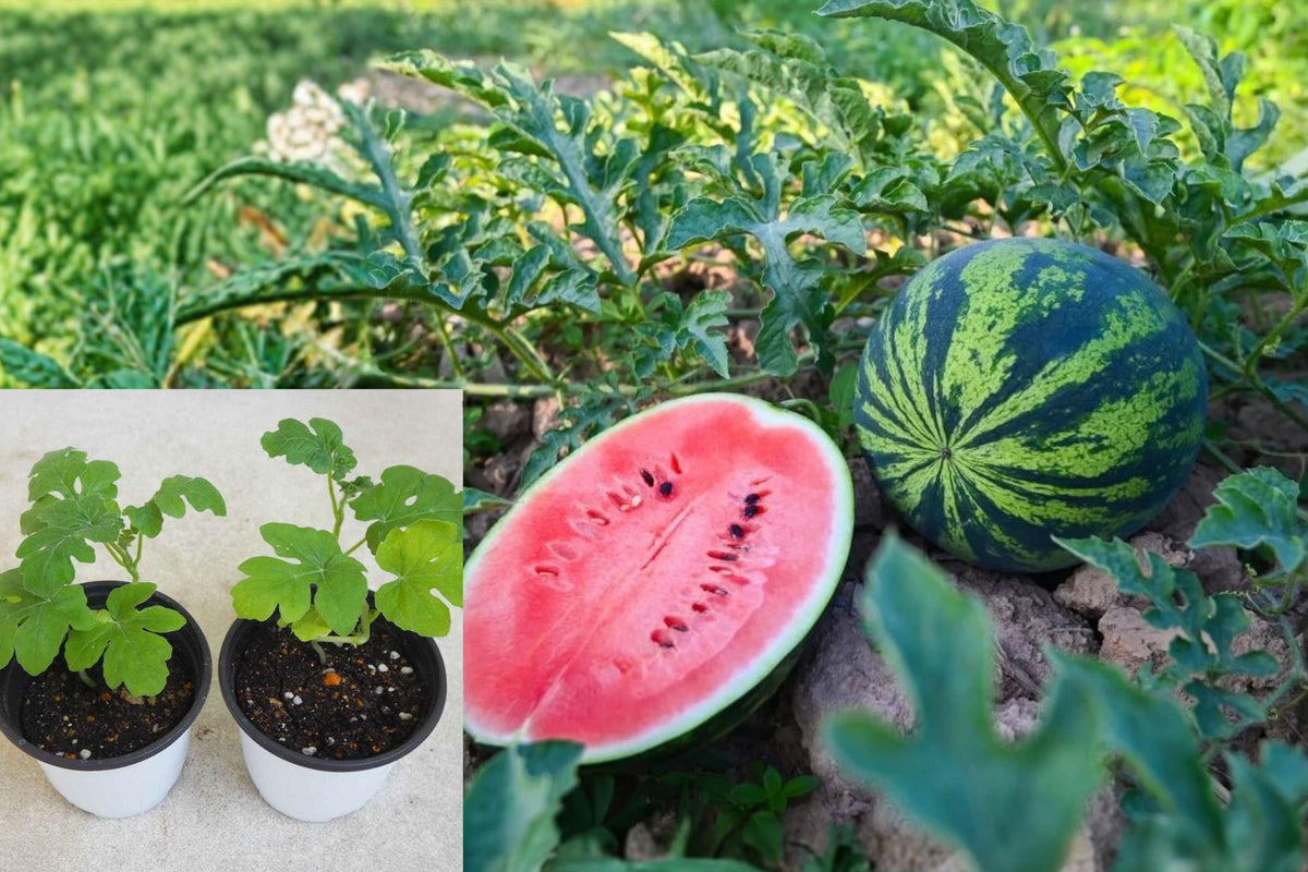 2 Live Watermelon Plants, Red Watermelon Seedling Starters, 4–6 Inch Vegetable Garden Vines for Outdoor Growing