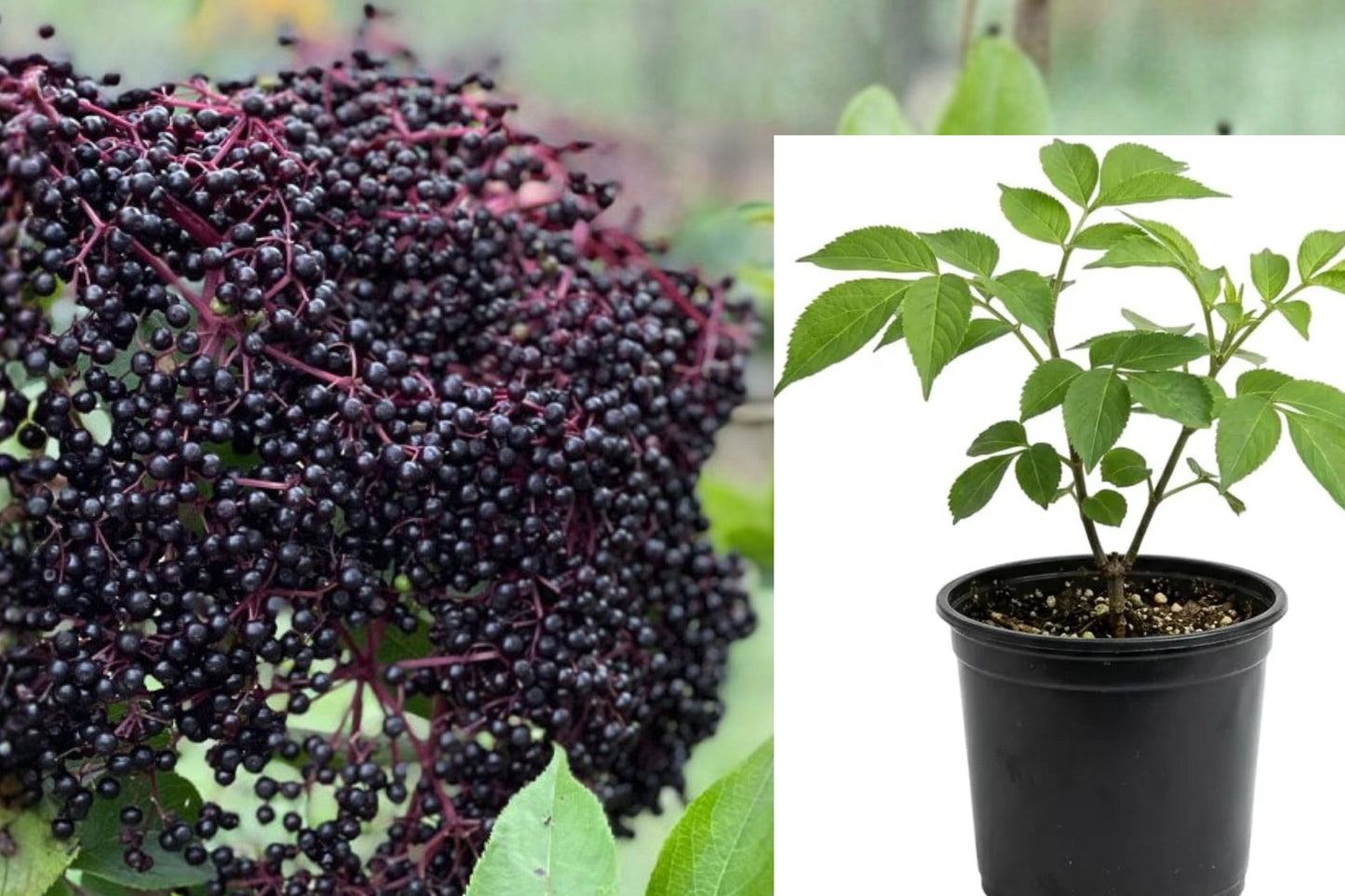 Bob Gordon American Elderberry Live Plant – 1 Plant – Sambucus canadensis