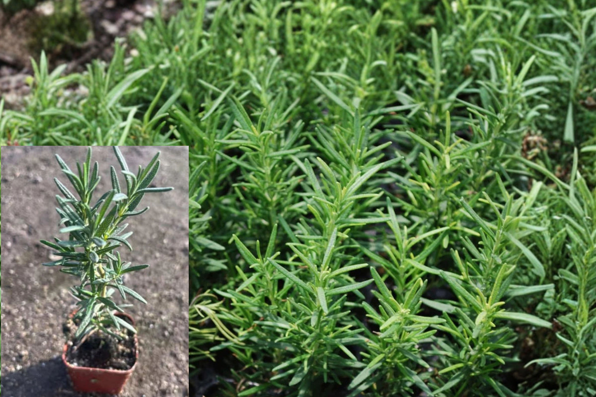 Rosemary Live Plant 4-Inch Pot – Salvia rosmarinus Herb
