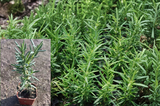 Rosemary Live Plant 4-Inch Pot – Salvia rosmarinus Herb