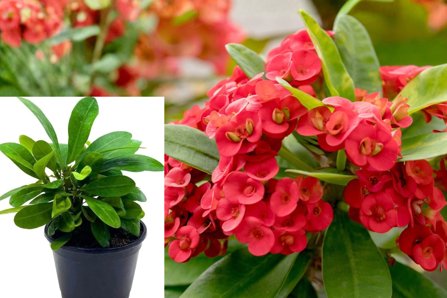 Red Crown of Thorns Live Plant 4–6 Inch Potted – Euphorbia milii