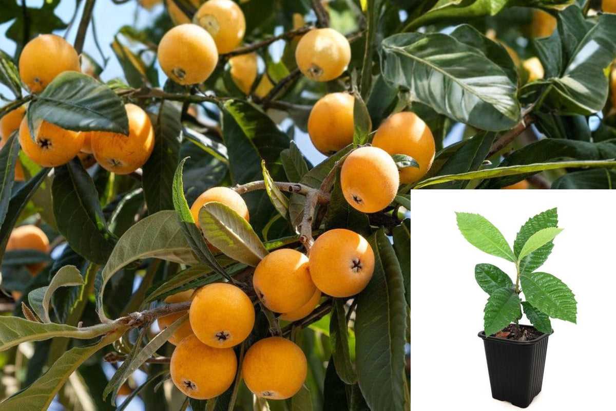 Golden Loquat Tree Live Plant, 5–8 Inch Fruit Tree Seedling, 4 Inch Pot, Evergreen Loquat Starter for Home Gardens, No California Shipping