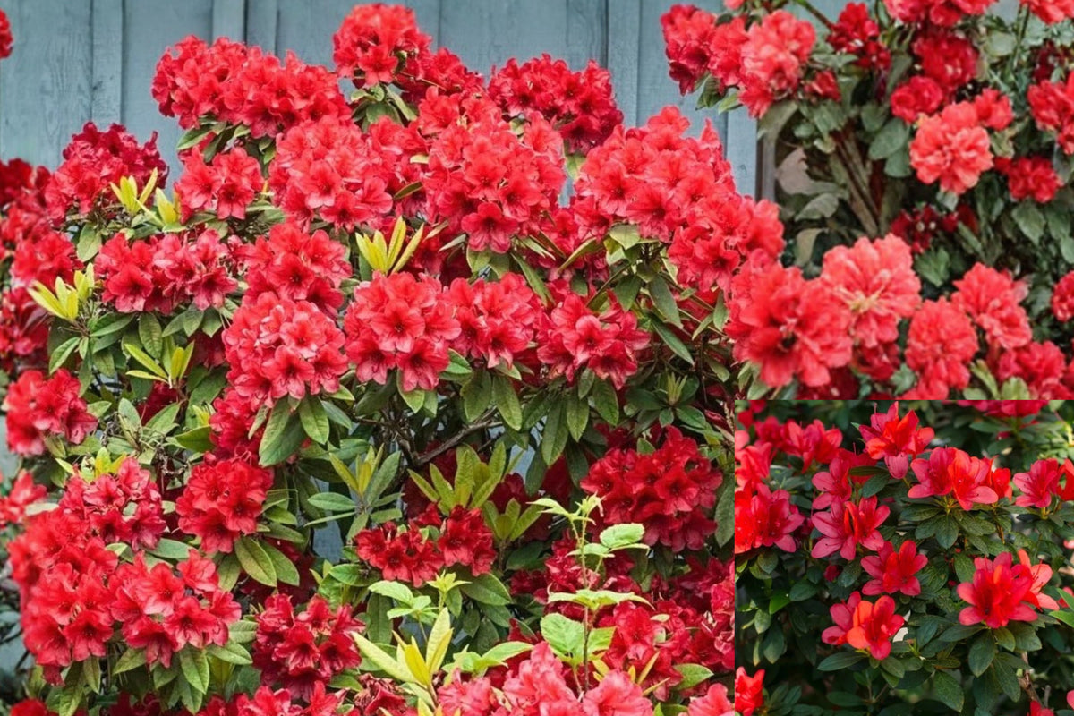 Red Azalea Live Plant – 10 Inch Tall – 3 Inch Pot – Azalea indica
