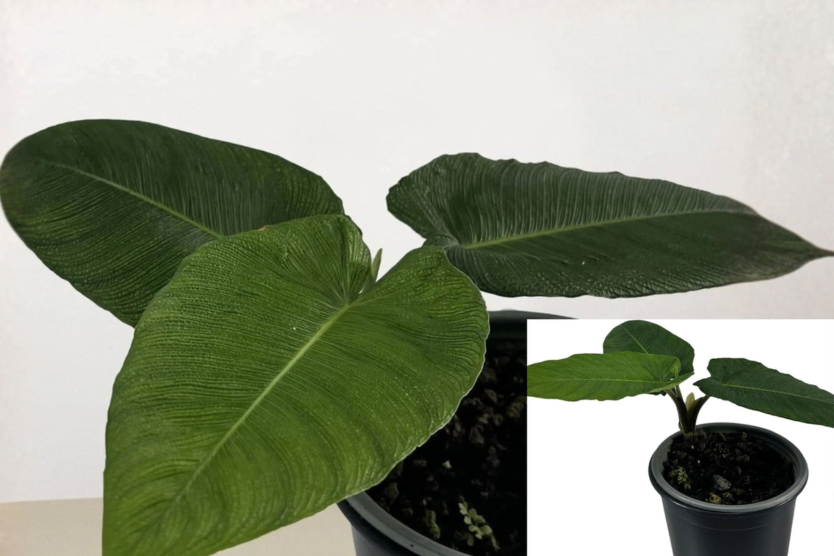Adelonema Corrugada Live Plant – 6 Inch Pot – Adelonema sp.
