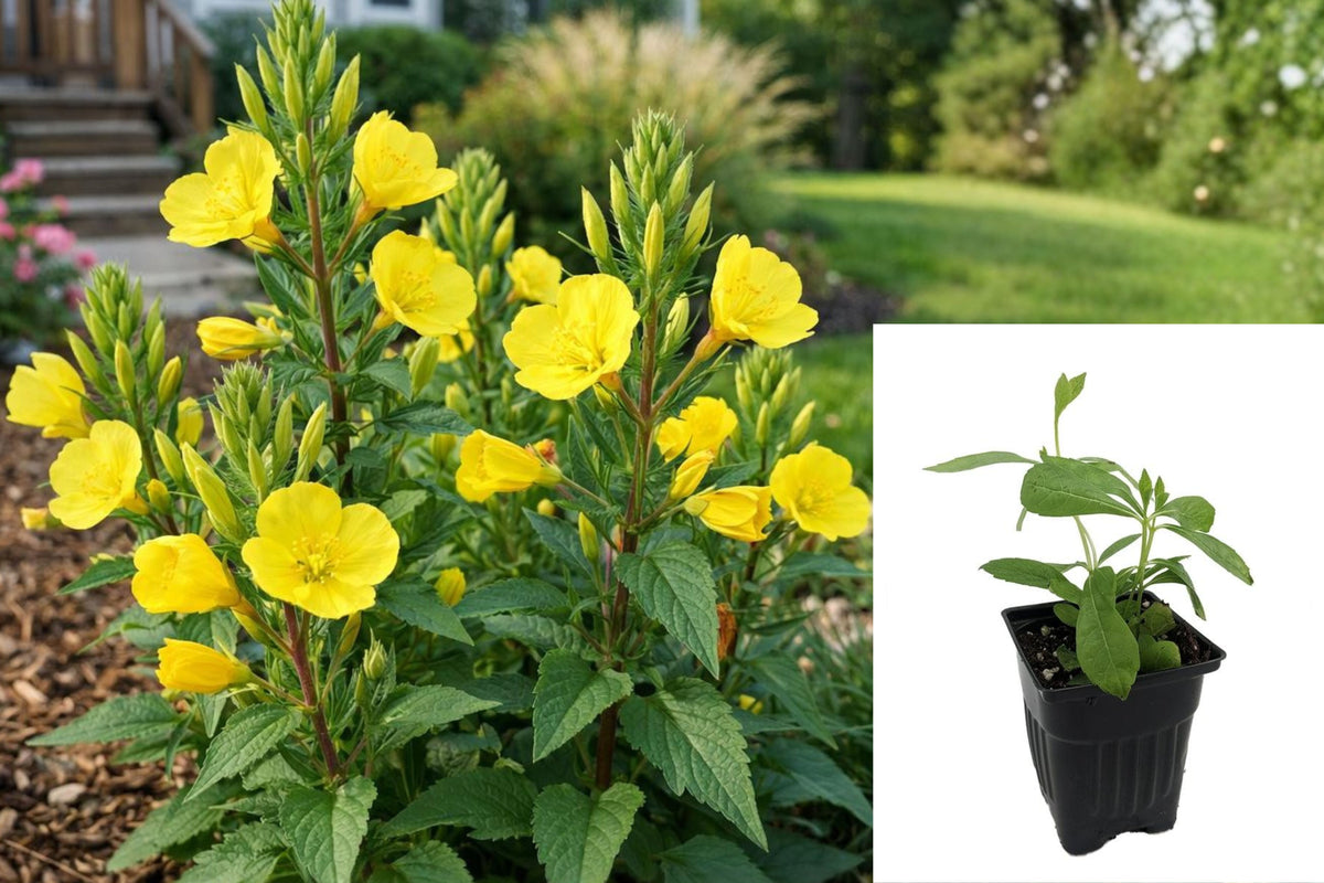 Live Yellow Evening Primrose Plant, Oenothera Perennial Flower, Yellow Wildflower Starter Plant, 3 Inch Pot, Outdoor Garden Flower