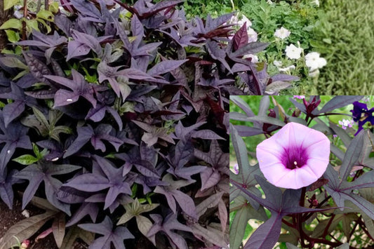 Blackie Sweet Potato Vine 2 Live Plants – 4–6 Inch Starters – Ipomoea batatas ‘Blackie’