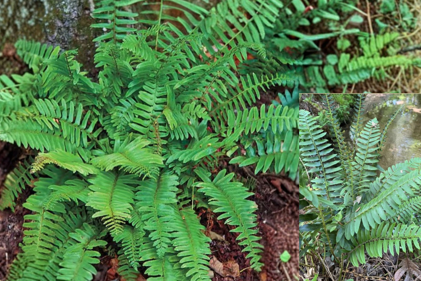 Christmas Fern 1 Live Bare Root Plant – Polystichum acrostichoides